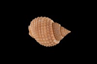 藏品(織紋螺)的圖片